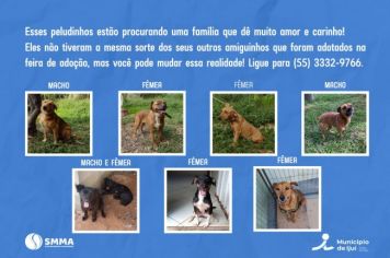Sete cães estão para adoção