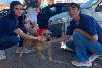 19 cães ganharam um novo lar na Feira de Adoção