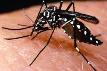 Ijuí registra primeiro caso de dengue neste verão