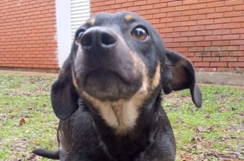 Adote seu Melhor Amigo!