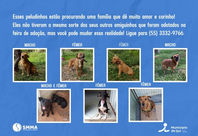 Sete cães estão para adoção