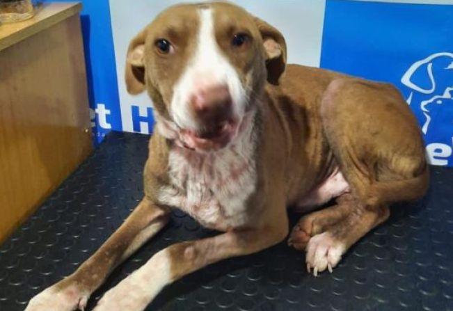 Adote seu melhor amigo!