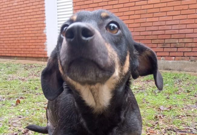 Adote seu Melhor Amigo!