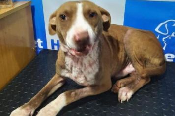 Adote seu melhor amigo!