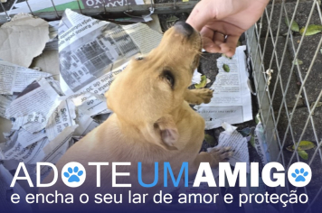Governo de Ijuí realiza ação contínua de adoção de cães
